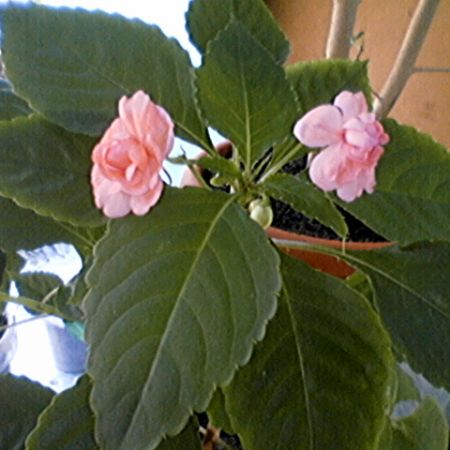 impatiens sau sporul casei